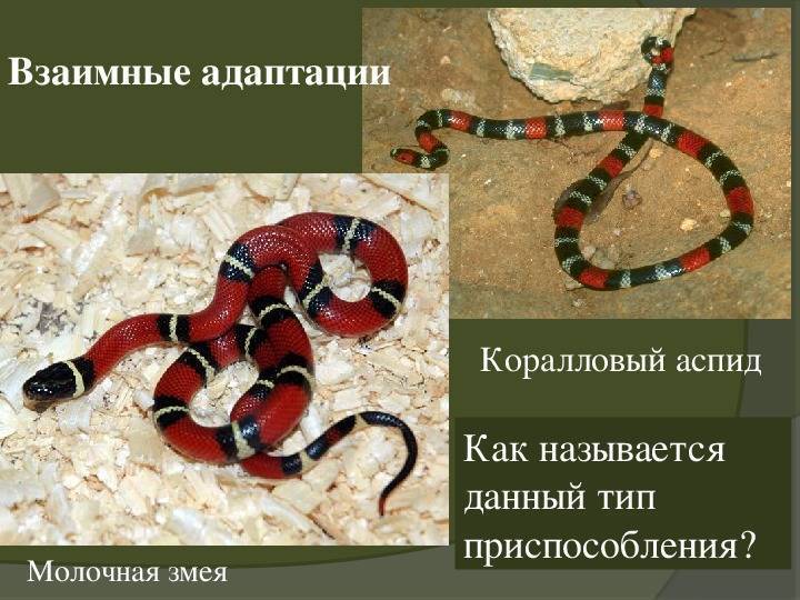 Аспид змея — описание семейства аспидовых (elapidae), образ жизни, внешний вид, ядовитость