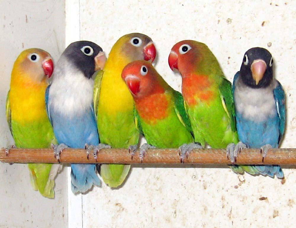 Попугаи неразлучники: виды, описание, жизнь в домашних условиях