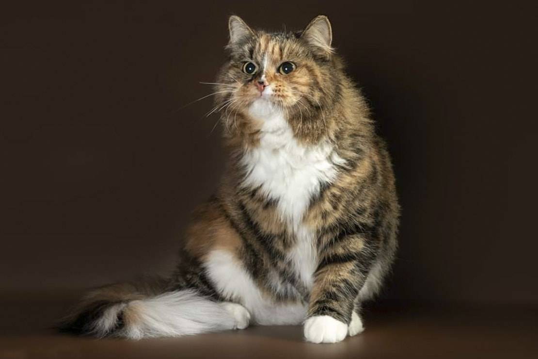 Сибирская кошка: описание, уход и приобретение сибирских котят