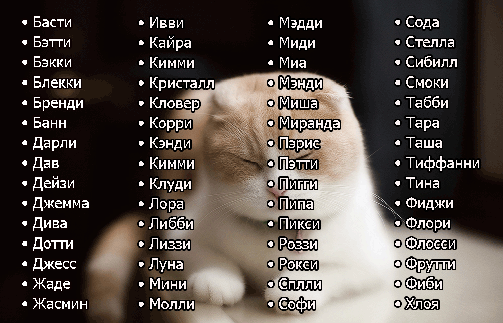 Имена и клички для кошек девочек-более 1000 вариантов названий