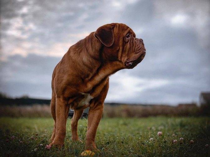 Бордоский дог: описание французской породы собак