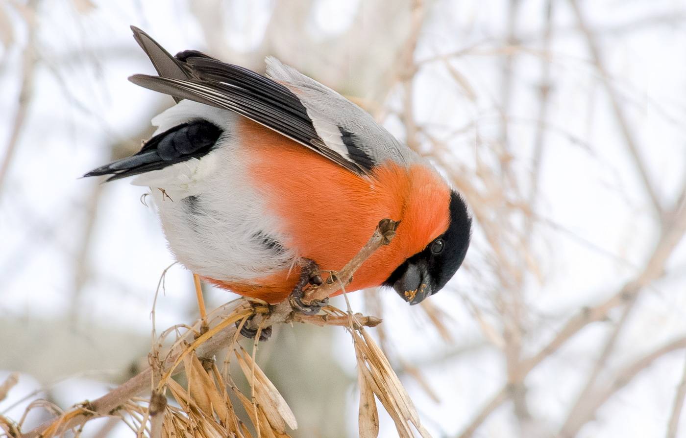 Птица снегирь: описание, образ жизни и среда обитания :: syl.ru