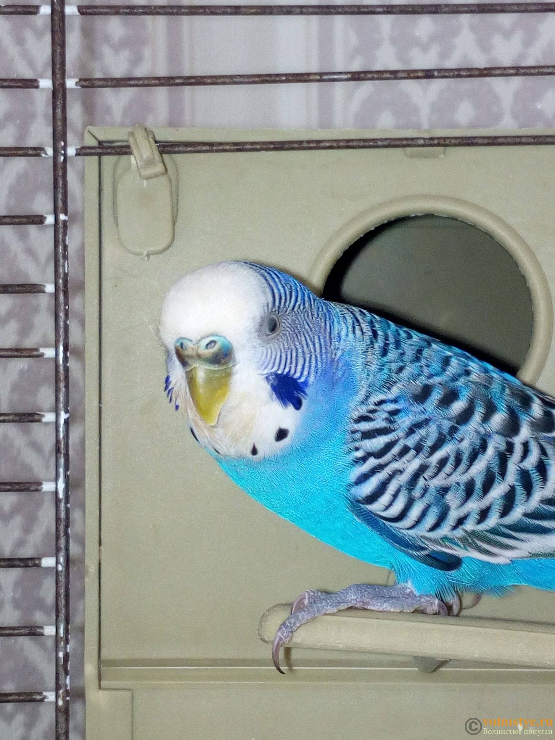 Разновидности волнистых попугайчиков: общая информация