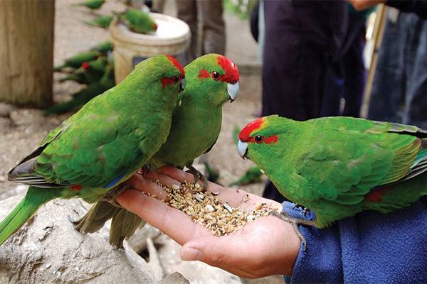 Какарики (попугаи): описание и содержание в домашних условиях