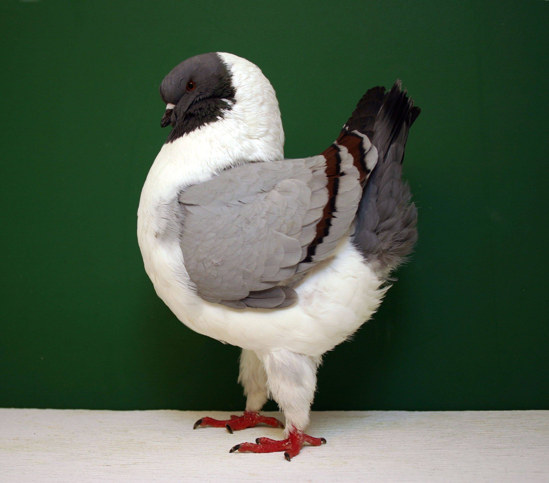 Обзор пород голубей с фотографиями и названиями