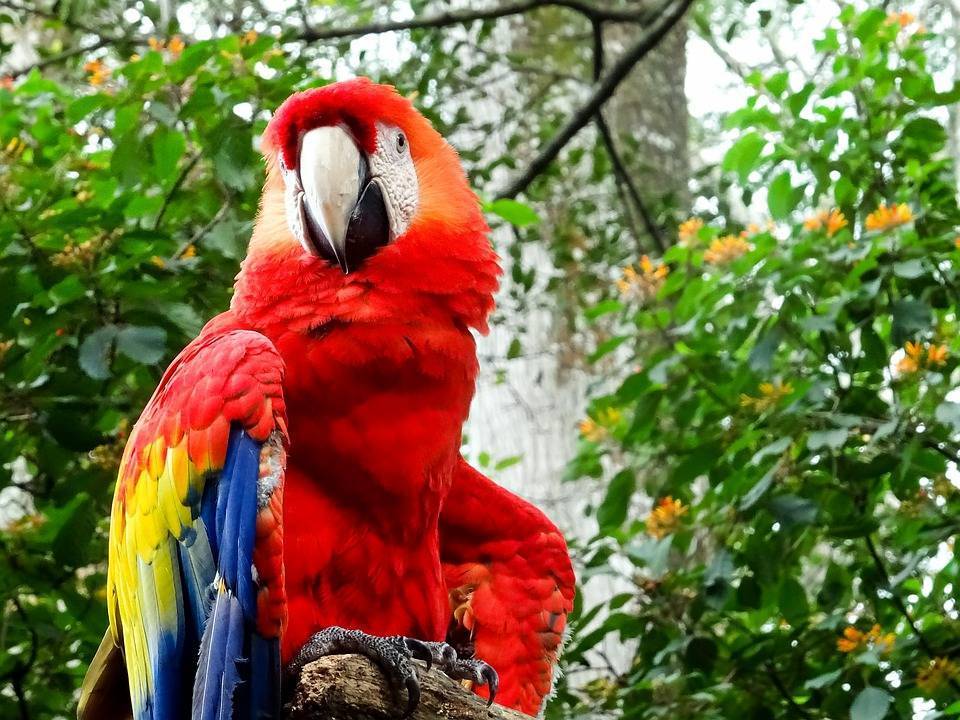 Виды попугаев ара, описание, продолжительность жизни