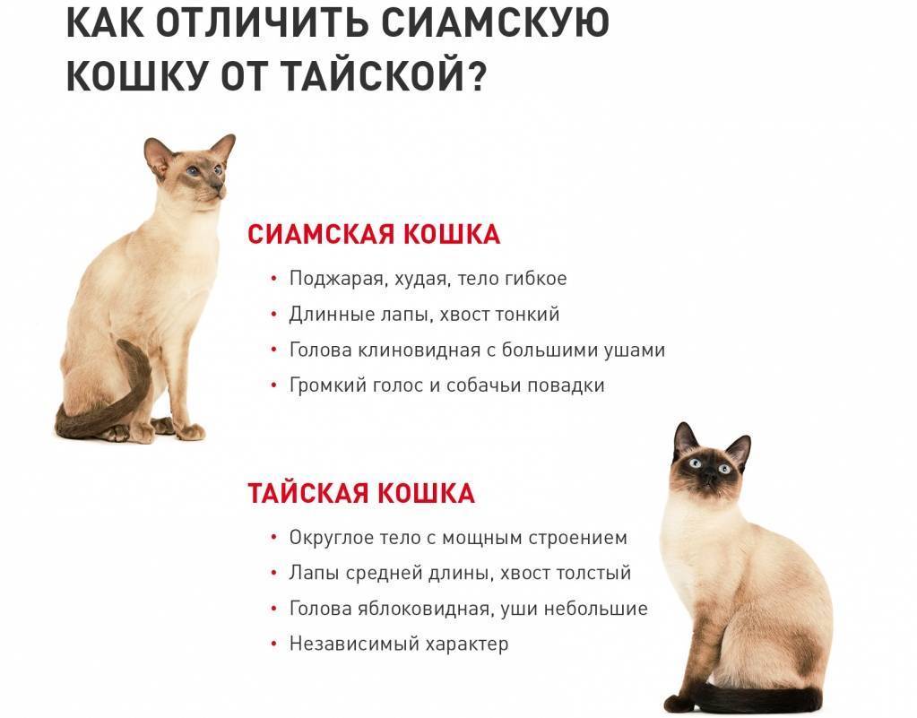 Тайская кошка: фото, описание породы и особенности характера