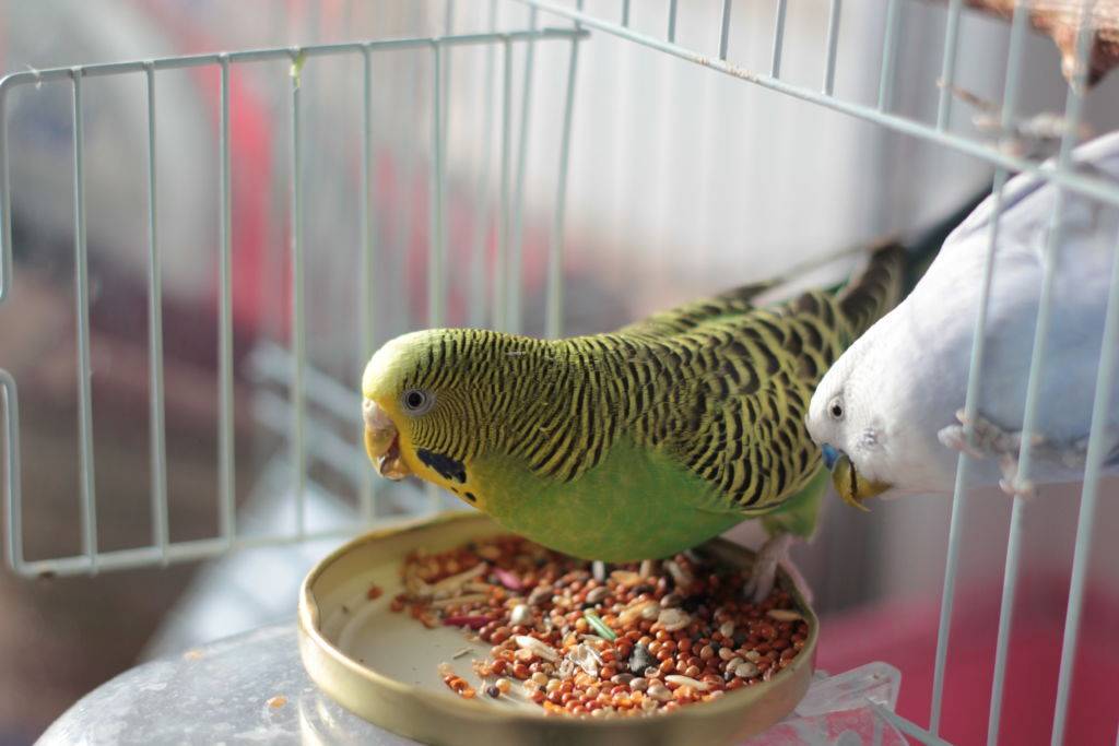 Волнистые попугаи – фото, описание, содержание, питание, купить