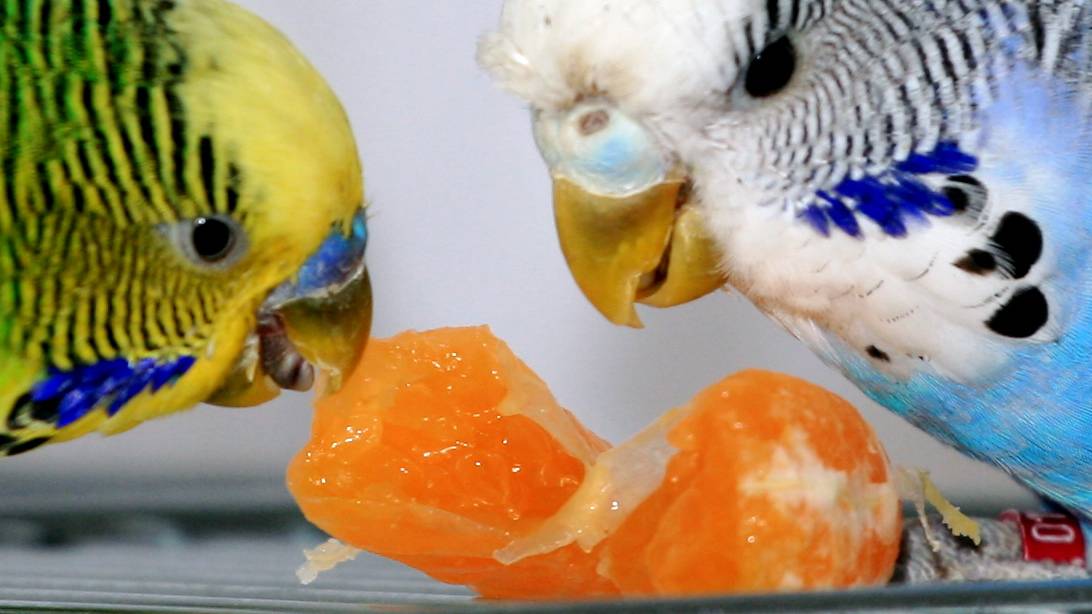 Волнистый попугай. образ жизни и среда обитания волнистого попугая | животный мир