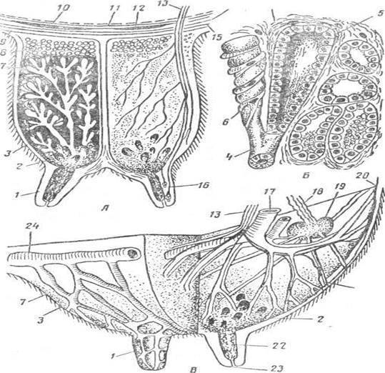 Вымя свиньи. Анатомия молочной железы коровы. Строение вымени коровы анатомия. Схема строения вымени коровы. Строение молочной железы КРС.