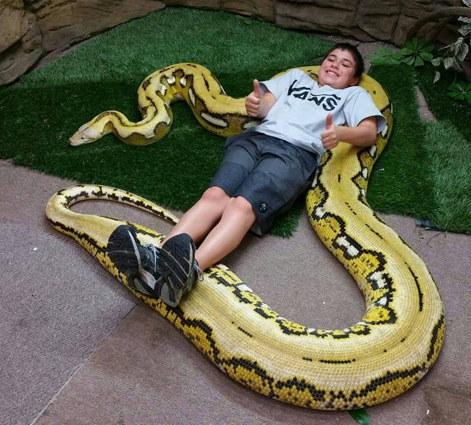 Самые длинные змеи в мире и их фото: анаконда, сетчатый питон и другие особи, занесенные в книгу рекордов гиннеса