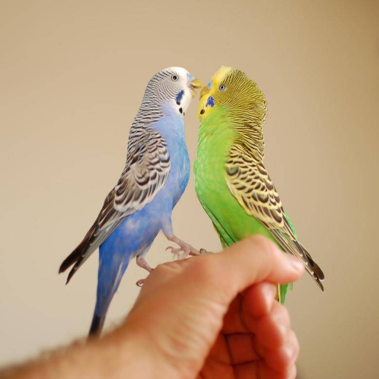 ᐉ сколько живут волнистые попугаи в домашних? - zooshop-76.ru