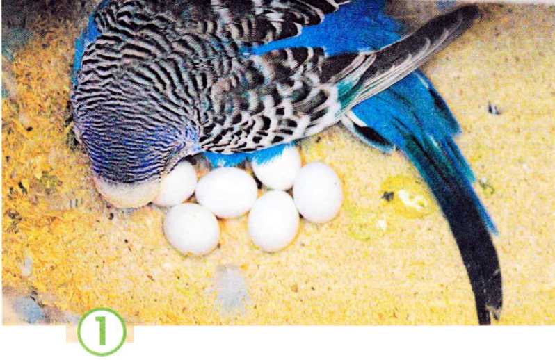 Особенности размножения волнистых попугаев