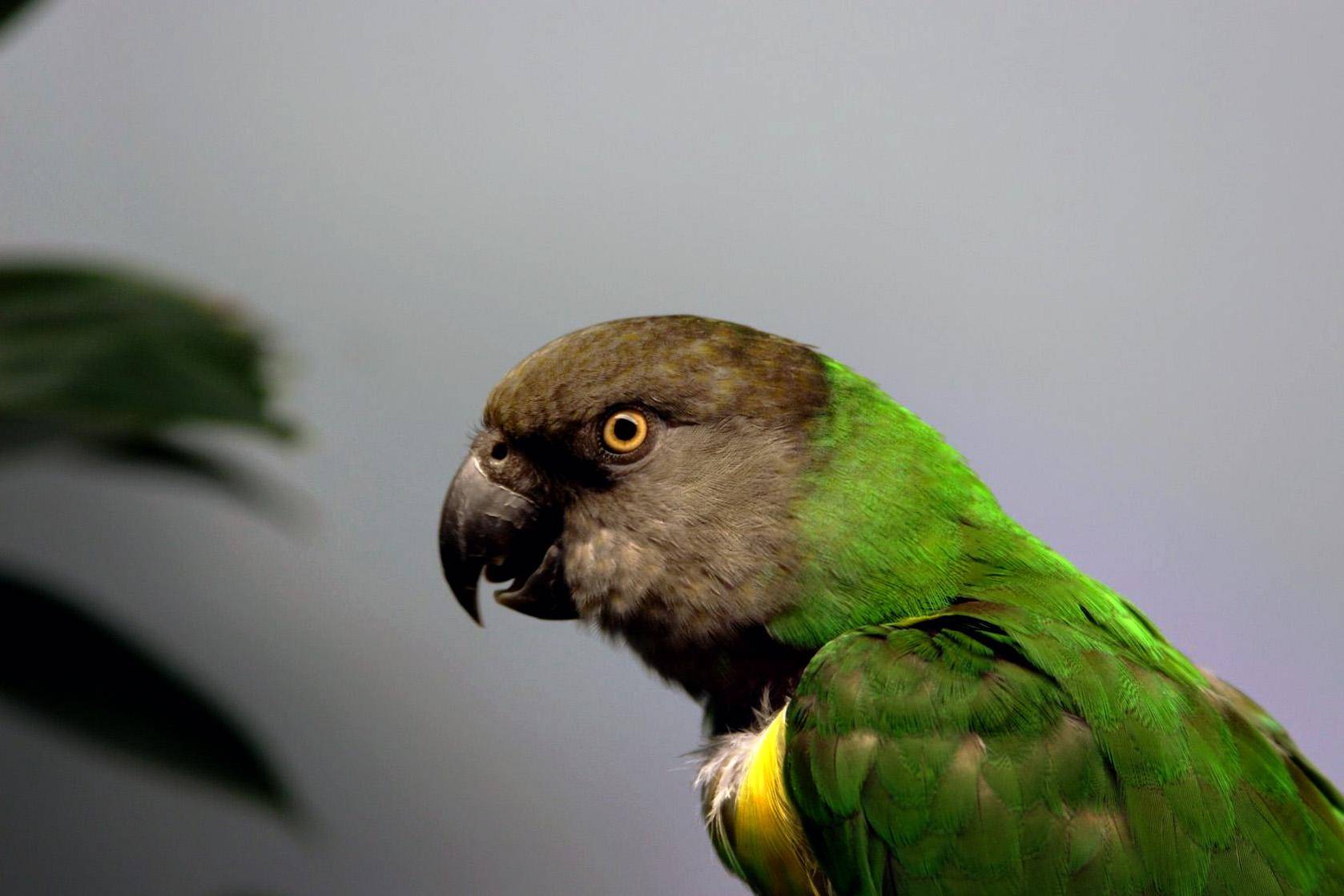Жёлто-зелёный домашний попугай с серой головой - что это за вид?