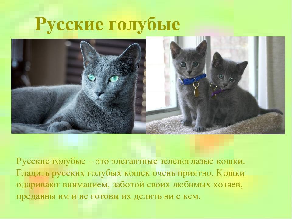 ᐉ русская голубая кошка - описание пород котов - ➡ motildazoo.ru