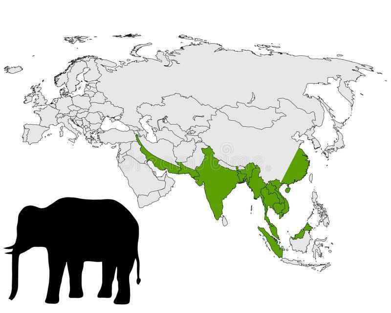 Индийский слон :описание,фото,ареал обитания....