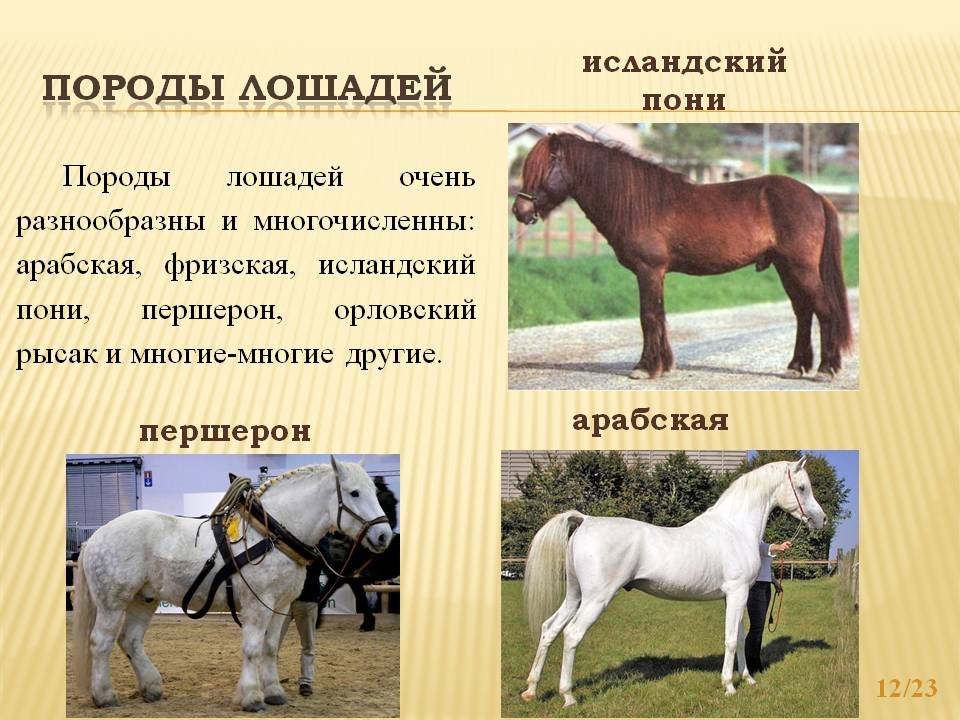 Самые распространенные и известные виды коней, их описание и фото