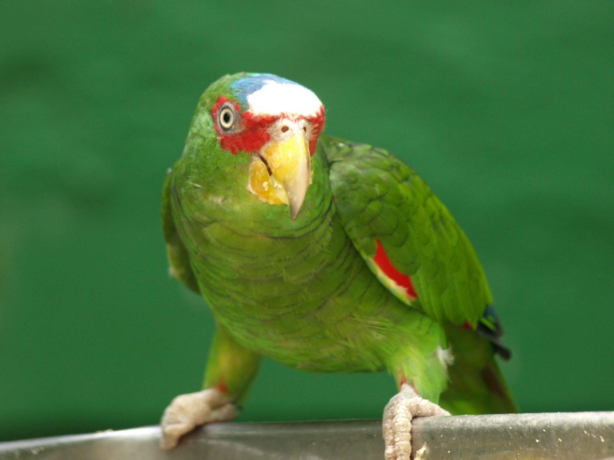Попугаи амазоны — виды уход дрессировка обучение говорить и цена