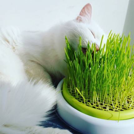 Трава для кошек и котов: зачем и какая нужна, как вырастить