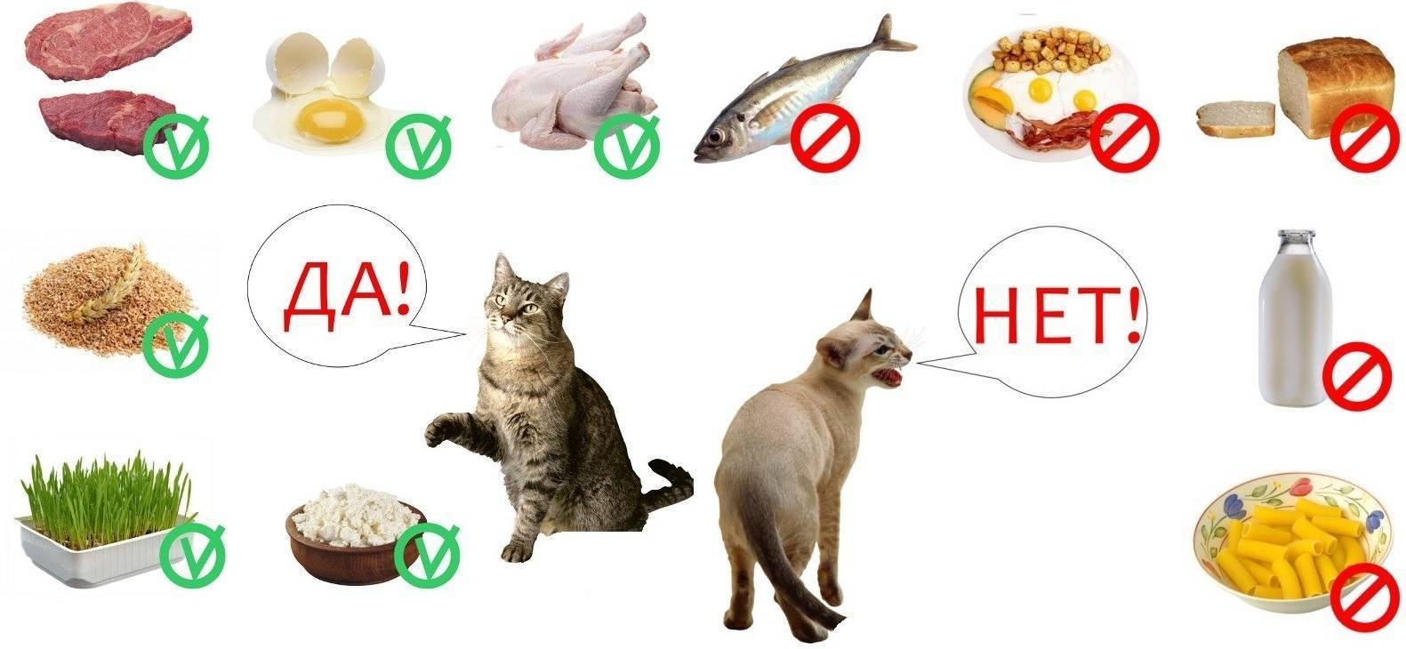 Можно ли кошкам рыбу: виды рыбы, какую можно и нельзя, как давать кошкам рыбу