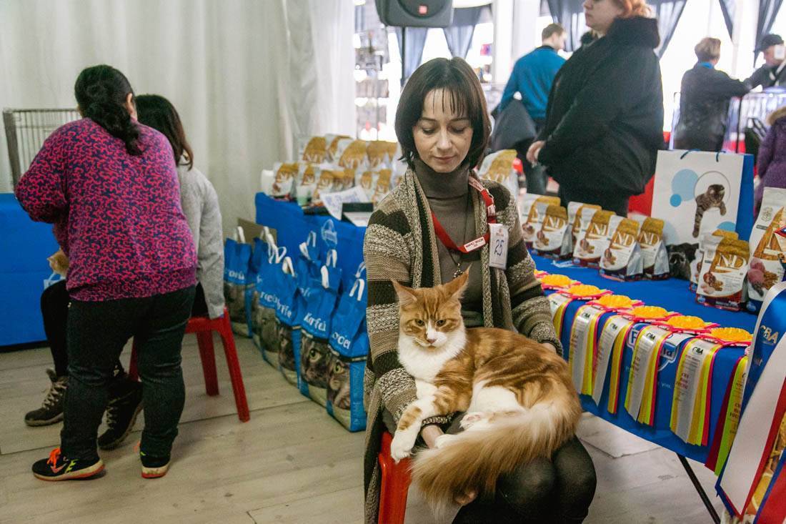 Выставка кошек: виды, правила, подготовка животного и участие