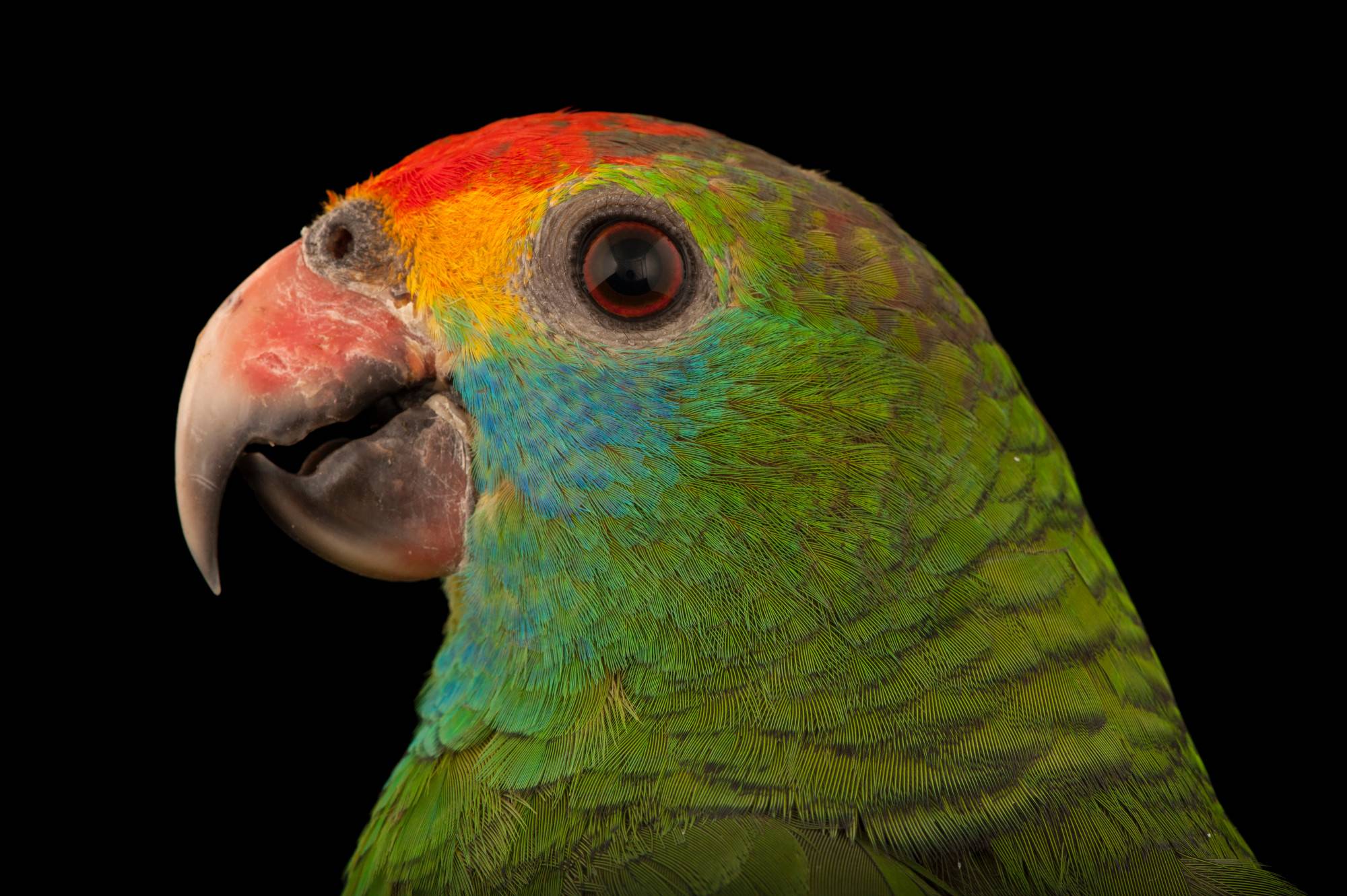 Особенности попугая амазон