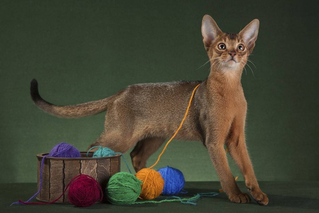 Абиссинская кошка: характер и поведение, плюсы и минусы породы, содержание и уход