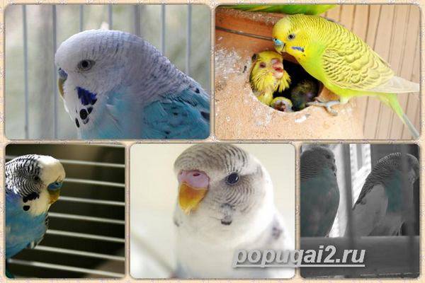 Как определить пол волнистого попугая: 5 способов