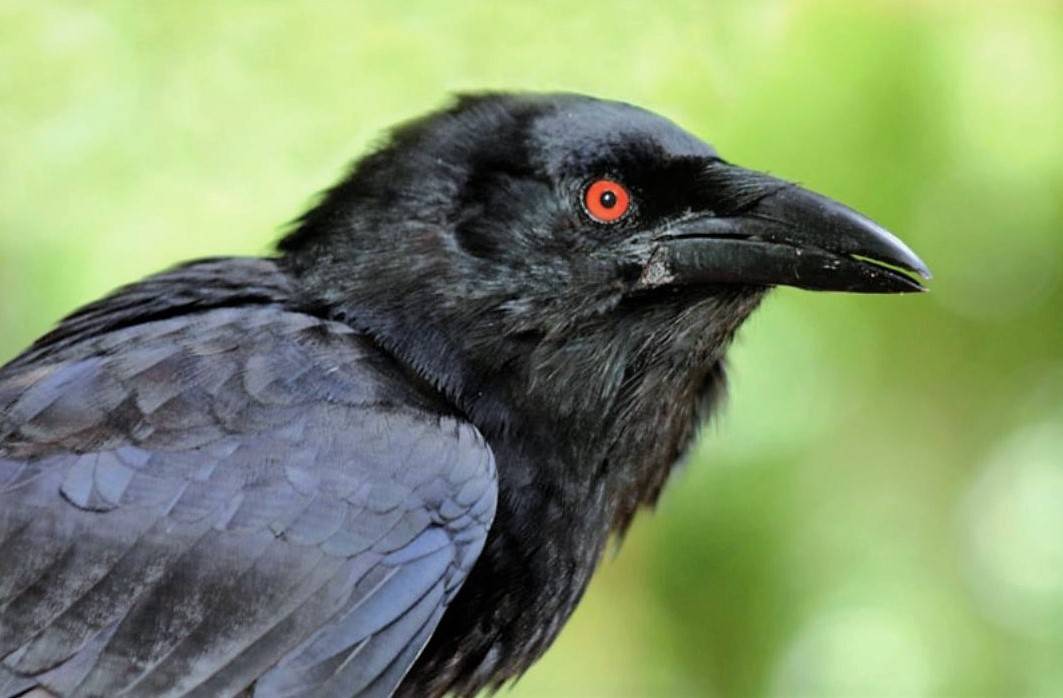 Сколько живут вороны в неволе и дикой природе: особенности жизни птиц