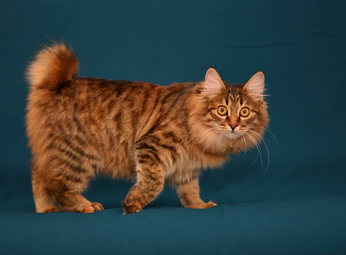 Порода кошек бобтейл — характеристика и описание породы кошек без хвоста