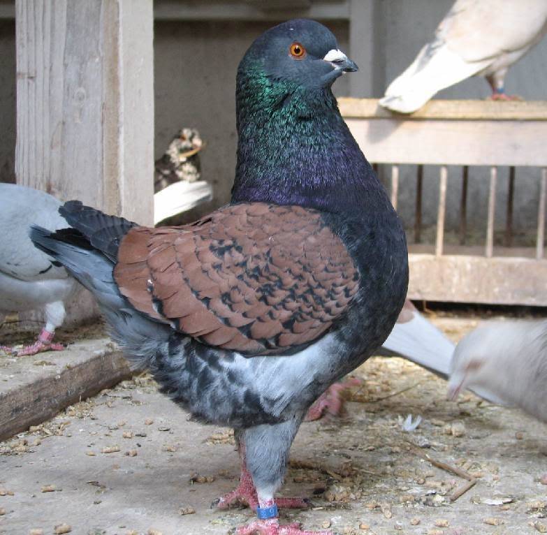 Породы голубей с фотографиями и названиями: большой обзор