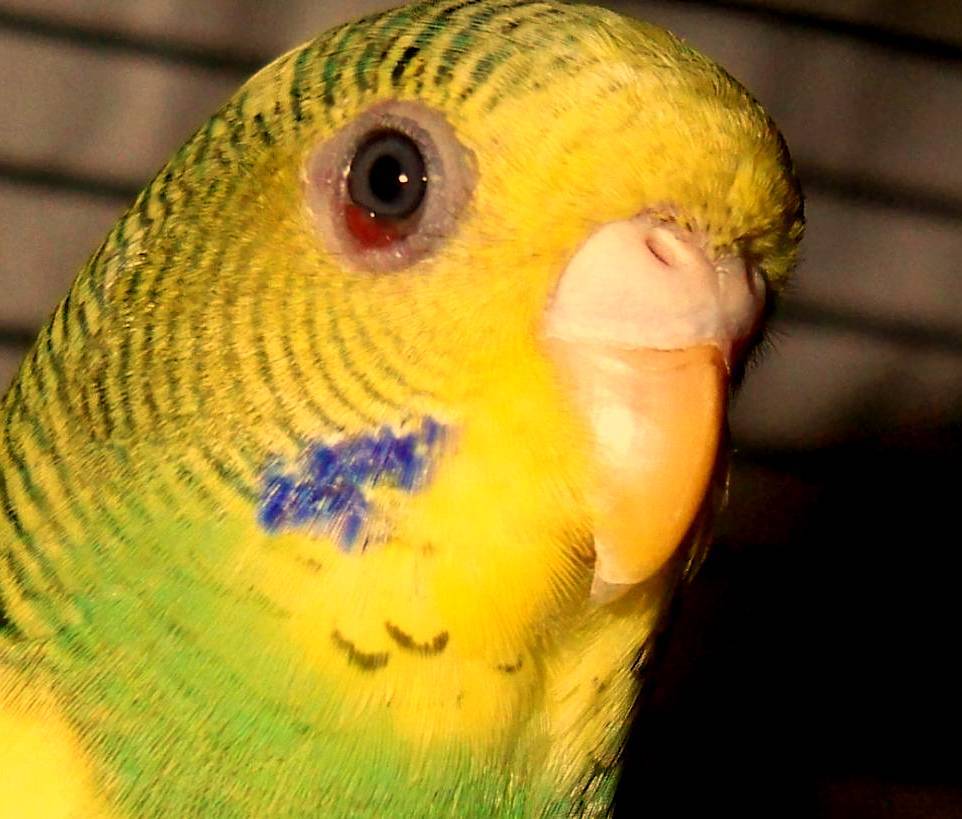 Болезни волнистых попугаев: симптомы, лечение, профилактика
