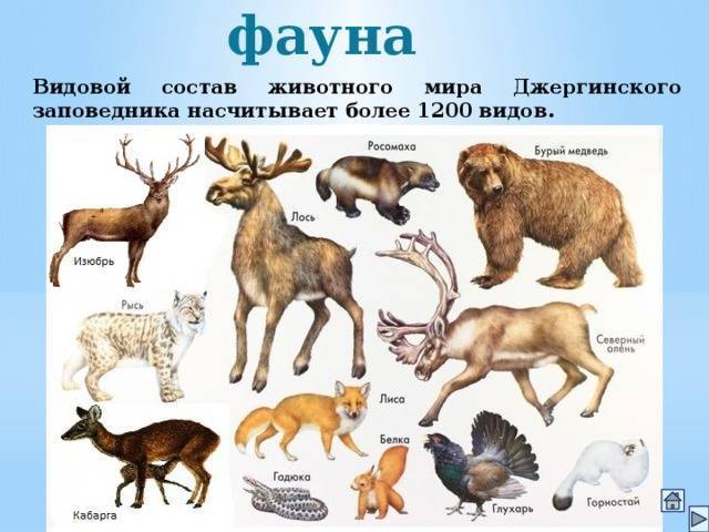 Животные красной книги россии | живность.ру