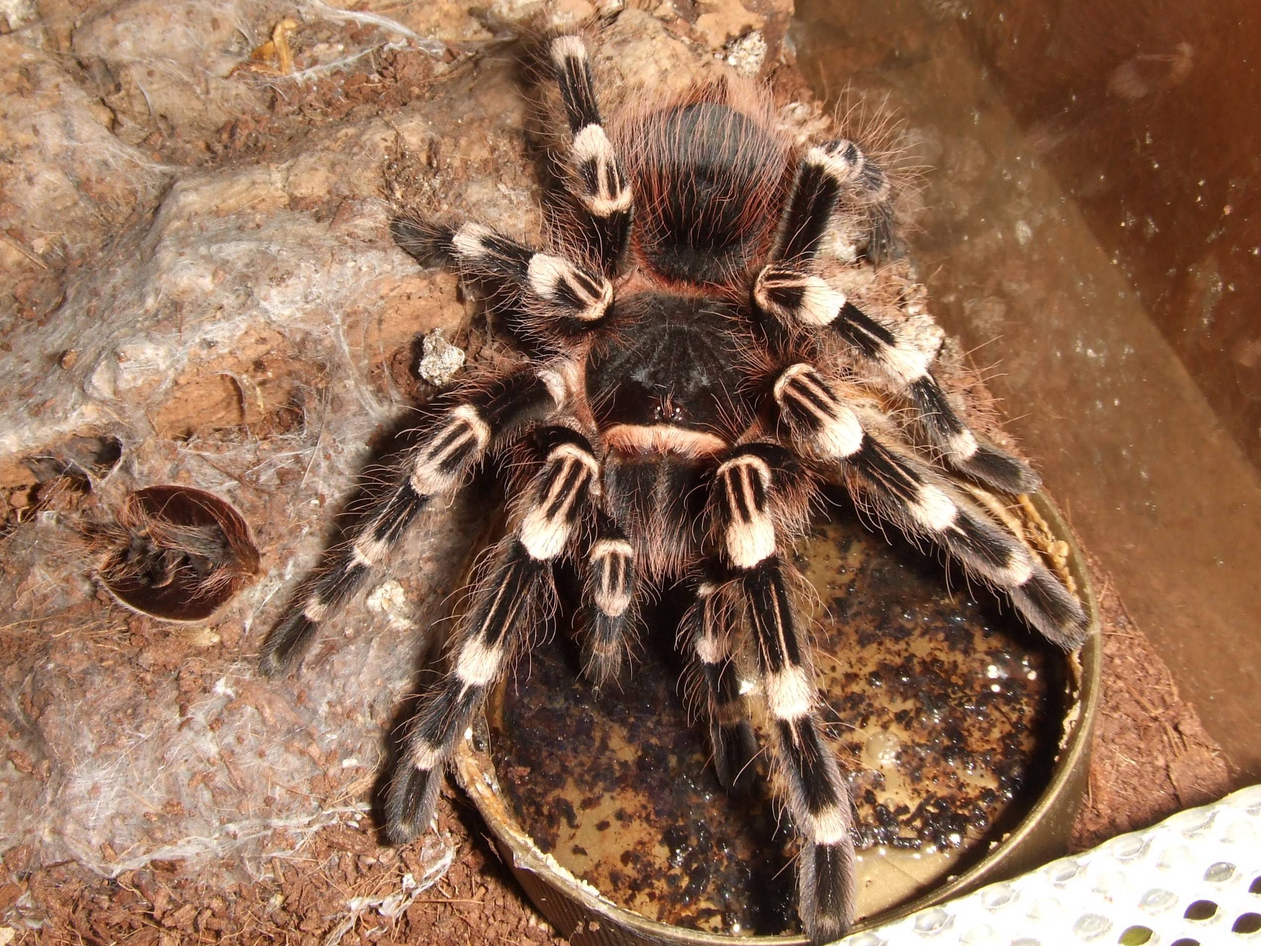 Acanthoscurria geniculata: внешний вид, особенности содержания и опасность укуса паука