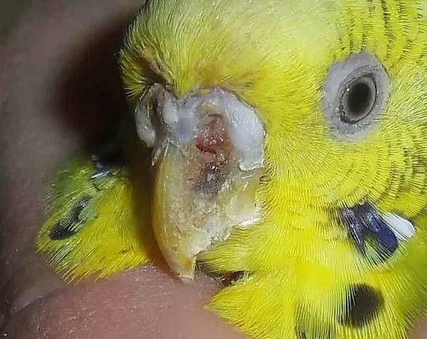 Почему волнистый попугай срыгивает зерна и корм: причины