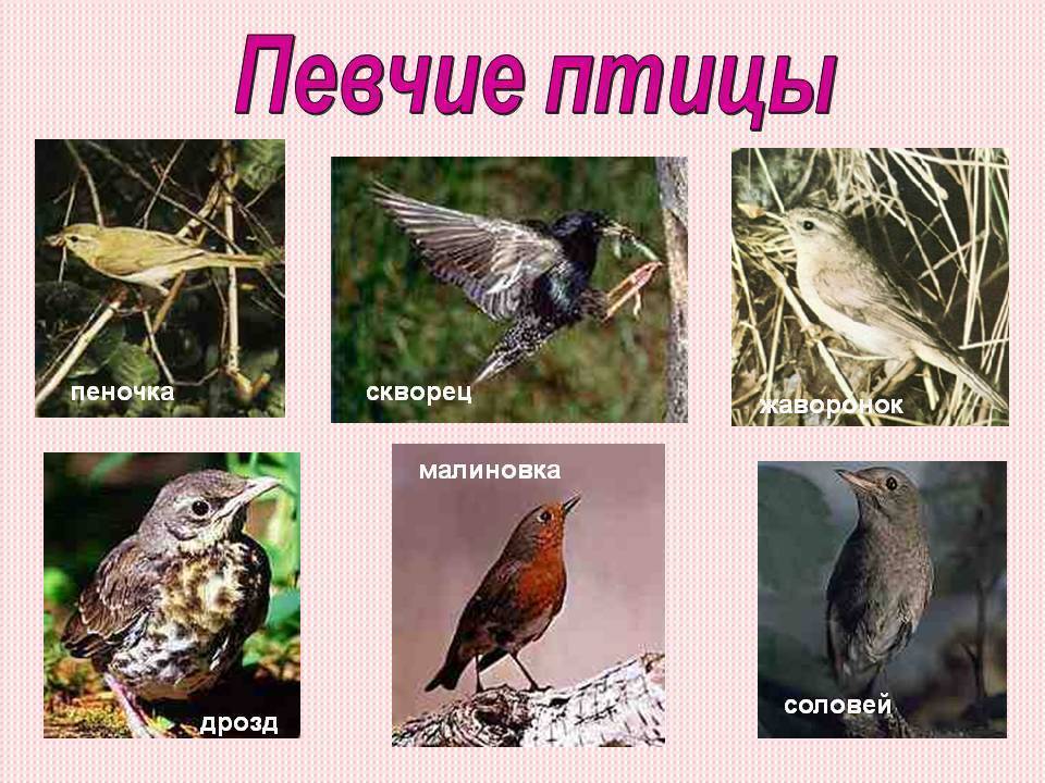 Птицы подмосковья - фото, названия и описания (каталог)