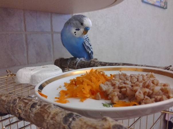 Корм для волнистых попугаев: какой лучше, можно ли сделать в домашних условиях