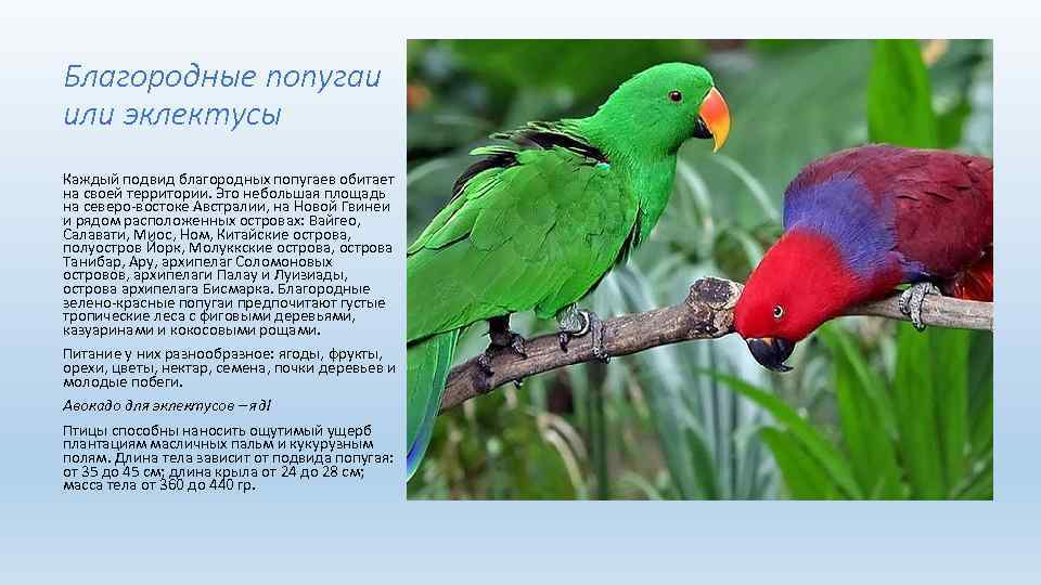 Попугай эклектус — благородный попугайчик