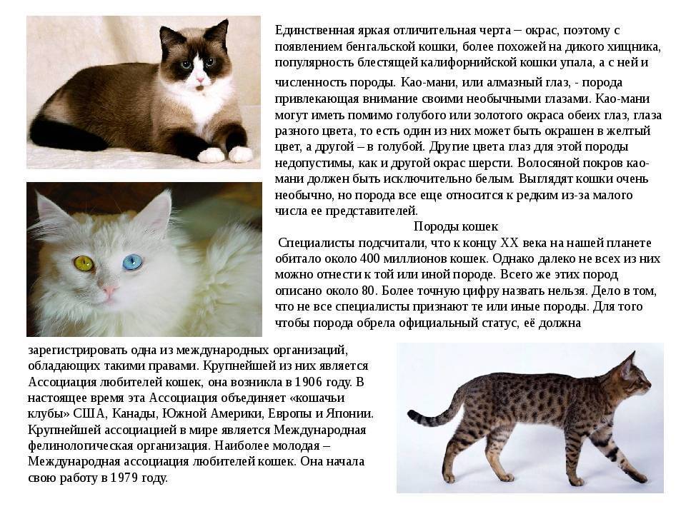 Как определить породу кошки по фото, окрасу и длине шерсти