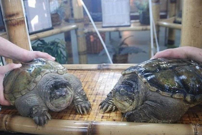 Как спариваются черепахи: особенности, уход и содержание