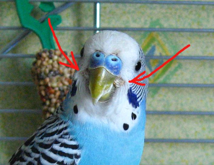 Линька у попугаев: причины, время и длительность | главная
