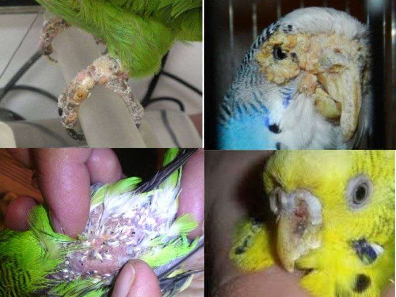 Болезни попугаев: бактериальные, вирусные, грибковые инфекции