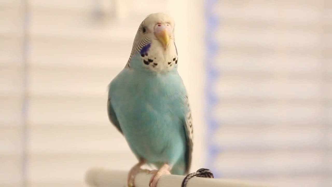 Крик волнистого попугая: что значит, как успокоить птицу