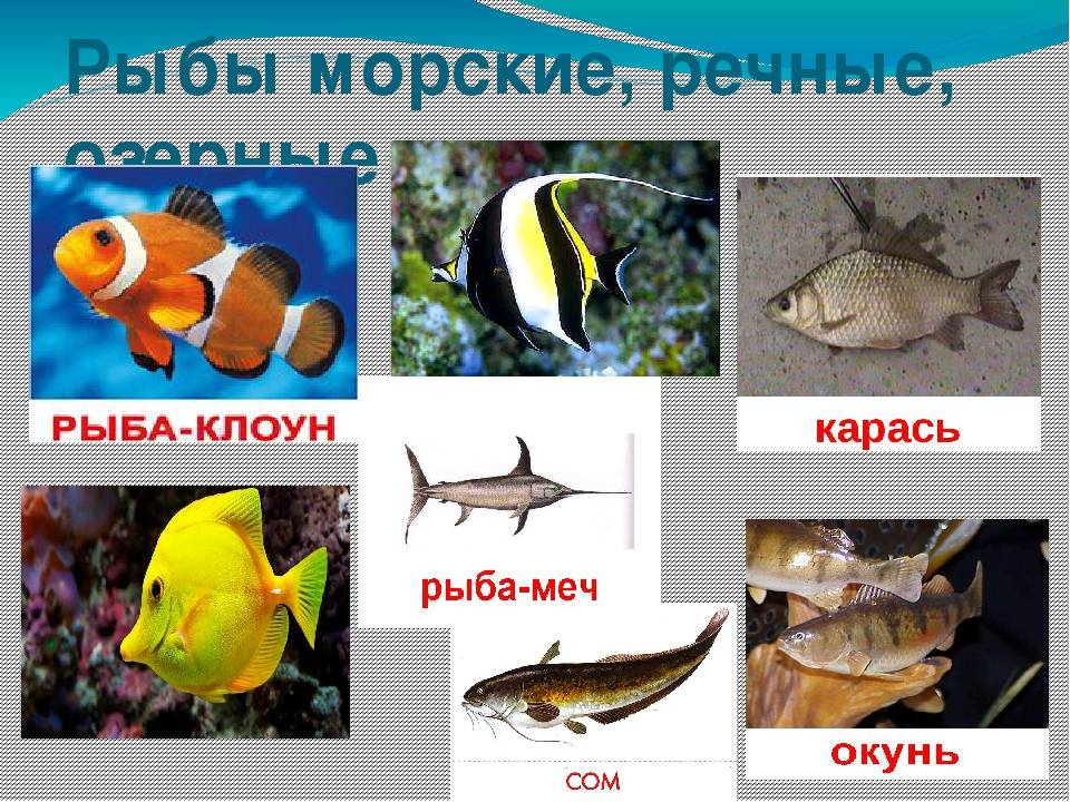 Как размножаются рыбы в аквариуме
как размножаются рыбы в аквариуме