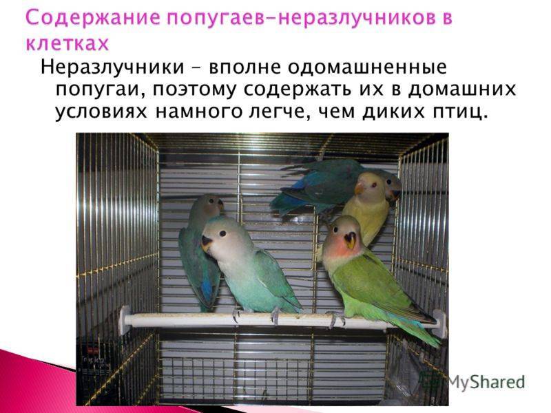 Попугаи неразлучники: виды, описание, жизнь в домашних условиях