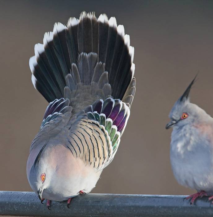Что означает голубь с веточкой в клюве — птица символ мира