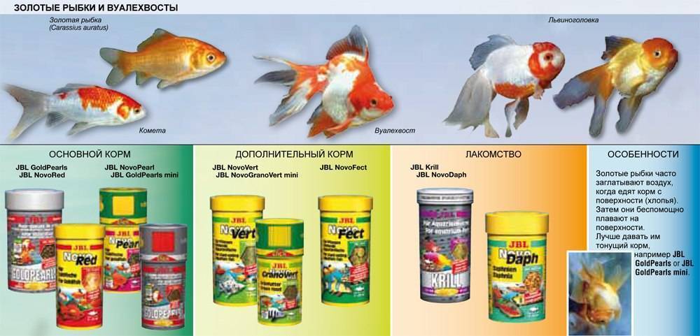 Как ухаживать за рыбками и за аквариумом правильно: информация для начинающих