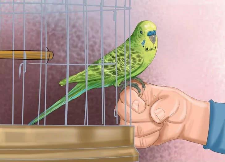 Как поймать попугая в комнате, на улице, загнать обратно в клетку