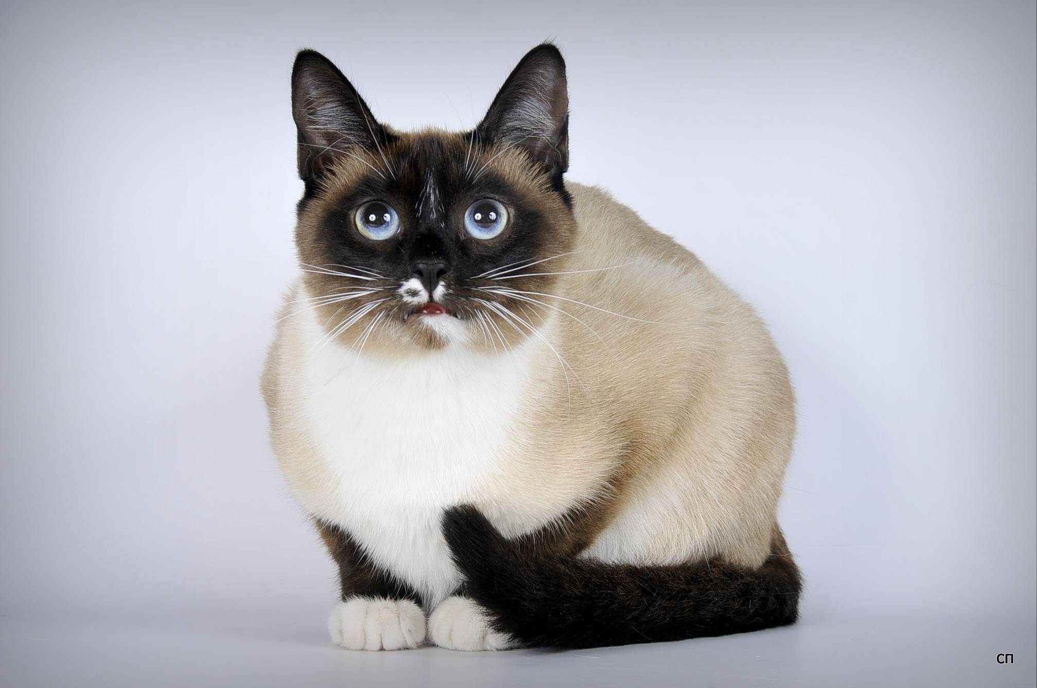 Изучаем характер сиамской породы кошек | блог ветклиники "беланта"