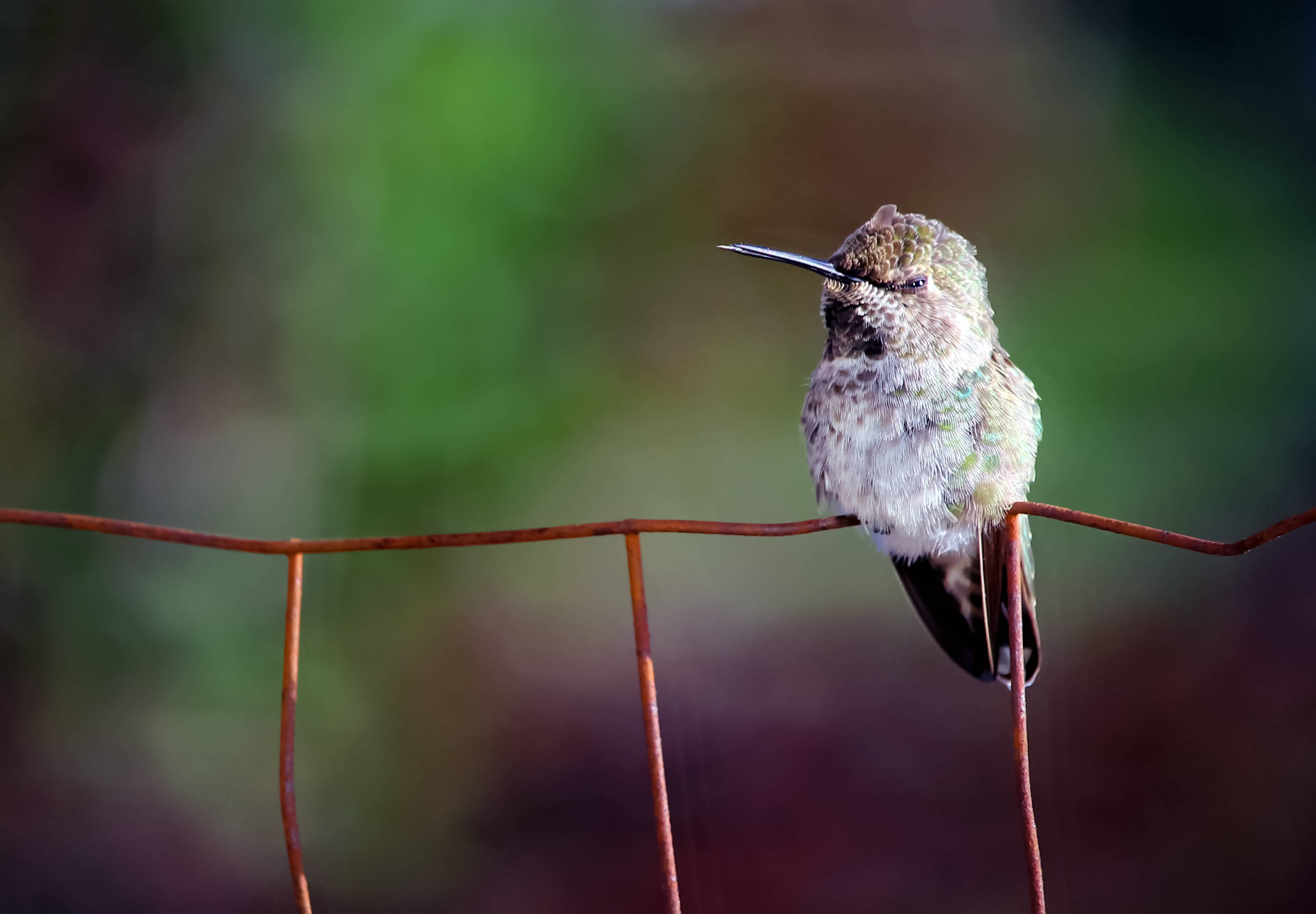 Самая маленькая птица в мире - topkin | 2021